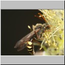 Nomada leucophthalma - Wespenbiene m02a 9mm.jpg